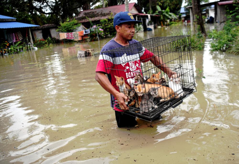 Penduduk setempat, Raffe Zain Md Isa, 46, menyelamatlan anak-anak kucing yang kesejukan selepas rumahnya terjejas akibat banjir ketika tinjauan BERNAMA di Kampung Changkat Jong pada Nov 14 2022. - BERNAMA