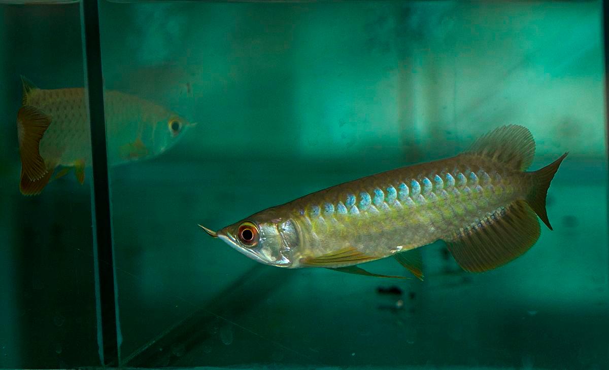 Ikan Arowana yang terdapat di Bintong Arowana Farm Sdn Bhd. Beliau pernah gagal dalam usahanya menternak ikan arowana, namun kerugian yang ditanggung tidak mematahkan semangat Adzmi Saad untuk membiakkan ikan hiasan yang turut dikenali sebagai kelisa itu - fotoBERNAMA