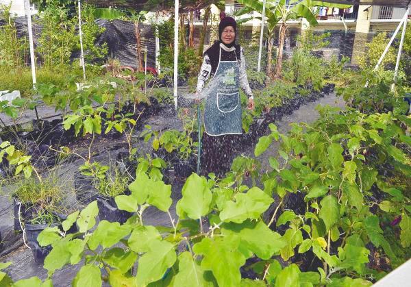 Habibah waters the vegetable crops in the community farm in Kampung Bahru, Air Itam. – Masry Che Ani/theSun