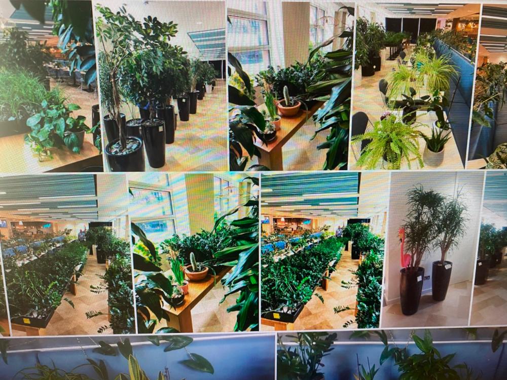 $!Security team helped care for plants in UK law firm during lockdown