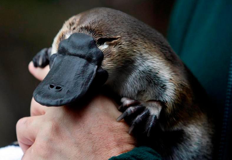 An adult male platypus named Millsom is carried by his keeper at an animal sanctuary in Melbourne May 8, 2008. — Reuters