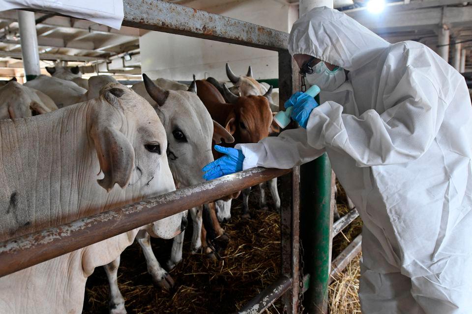 An agricultural quarantine agency officer in personal protective equipment (PPE) inspects cattle arriving from East Nusa Tenggara province, to prevent the spread of foot and mouth disease, at the Tanjung Priok port in Jakarta, Indonesia June 10, 2022. REUTERSPIX