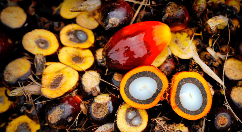 MARC says that in the near term, supply constraints are expected to drive up palm oil prices. – Bernamapic