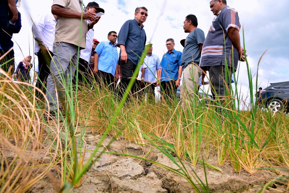 Agriculture and Agro-based Industry Minister Datuk Seri Salahuddin Ayub during a visit to the Flood Mitigation Project at Bintong and Padi Planting project in Sempering, on Jan 2, 2019. — Bernama