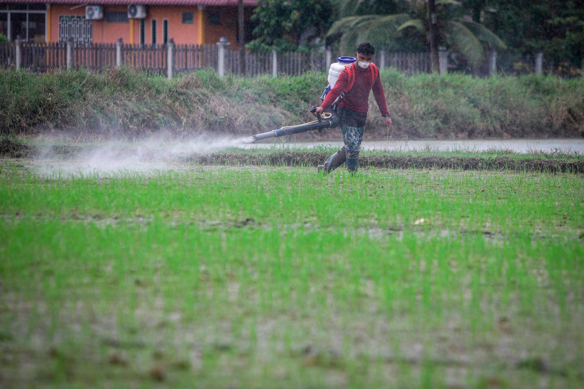 Pesawah melakukan kerja-kerja sawah ketika tinjauan FotoBernama di Kampung Balik Bukit, Chuping hari ini. - BERNAMA