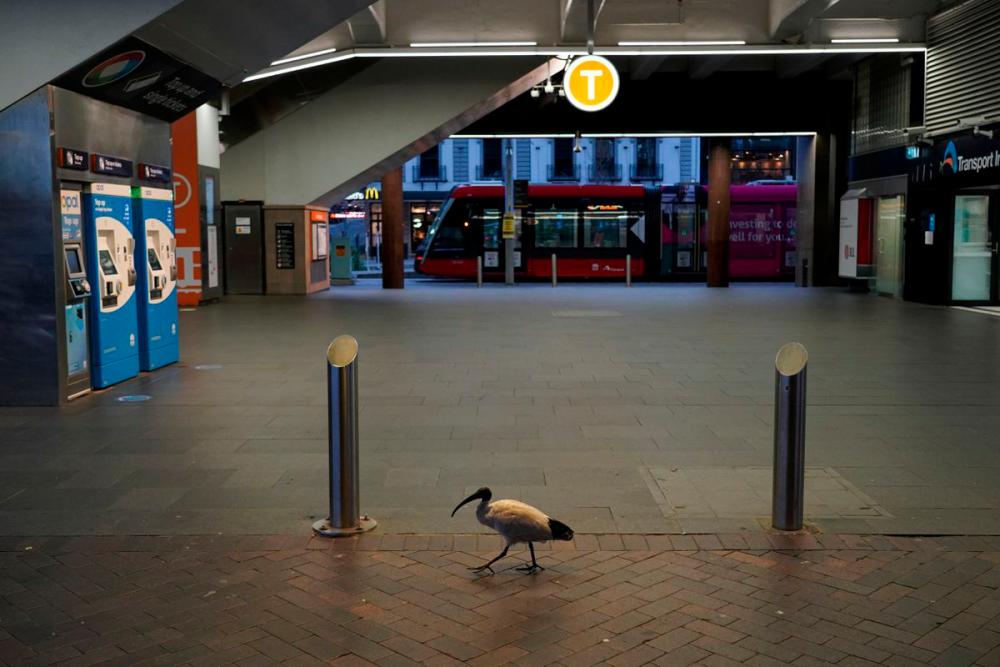A lone bird walks past the quiet Circular Quay train station during a lockdown to curb the spread of a coronavirus disease (Covid-19) outbreak in Sydney, Australia, July 28, 2021. -Reuters