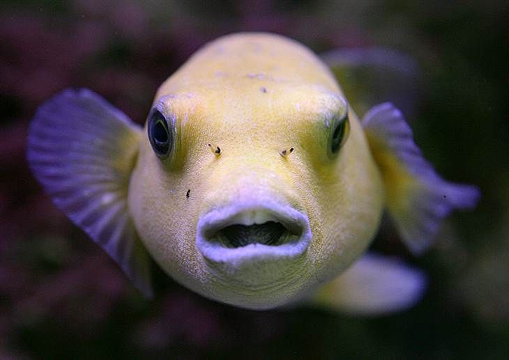 Poisonous pufferfish a delicacy for many