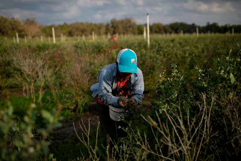 A Mexican migrant worker picks blueberries during a harvest at a farm in Lake Wales, Florida - REUTERSpix