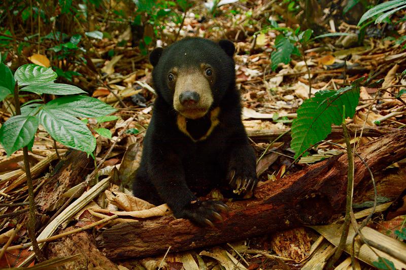 $!Sun bear cubs are often poached from their mothers.