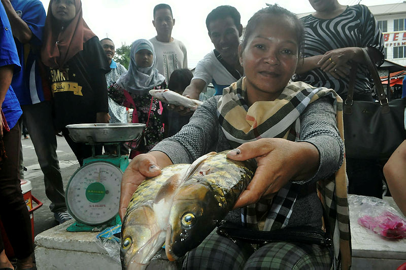 Rosmary Linso shows the ‘ikan kelah’ (Tor putitora) a freshwater fish known as ‘ikan pelian’, at the Tenom Weekly Market, on Jan 18, 2019. — Bernama
