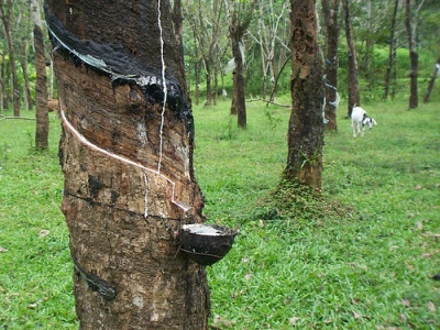 Malaysia’s natural rubber production up 5.4% in Dec 2018