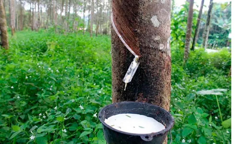 Malaysia and China are strengthening their cooperation in commoditiesr, including rubber. – Bernamapic