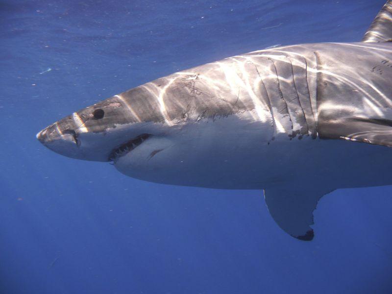 Great White Shark - Reuters