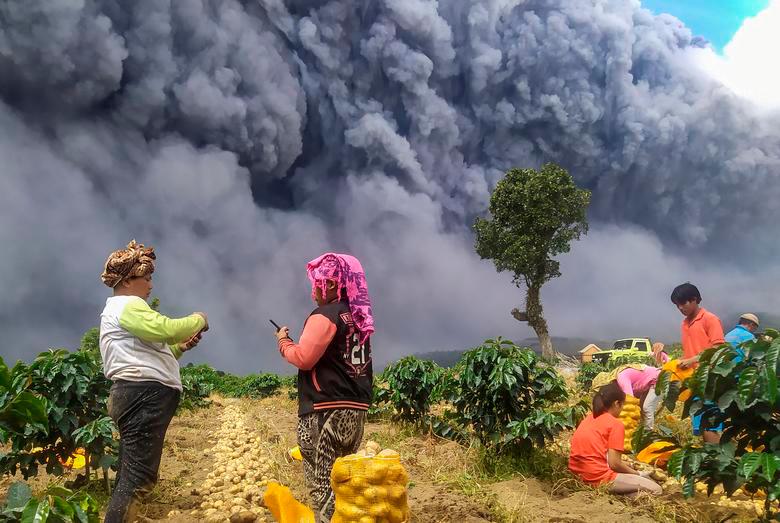 Locals harvest their potatoes as Mount Sinabung spews volcanic ash in Karo, North Sumatra province, Indonesia, August 10. -Reuters