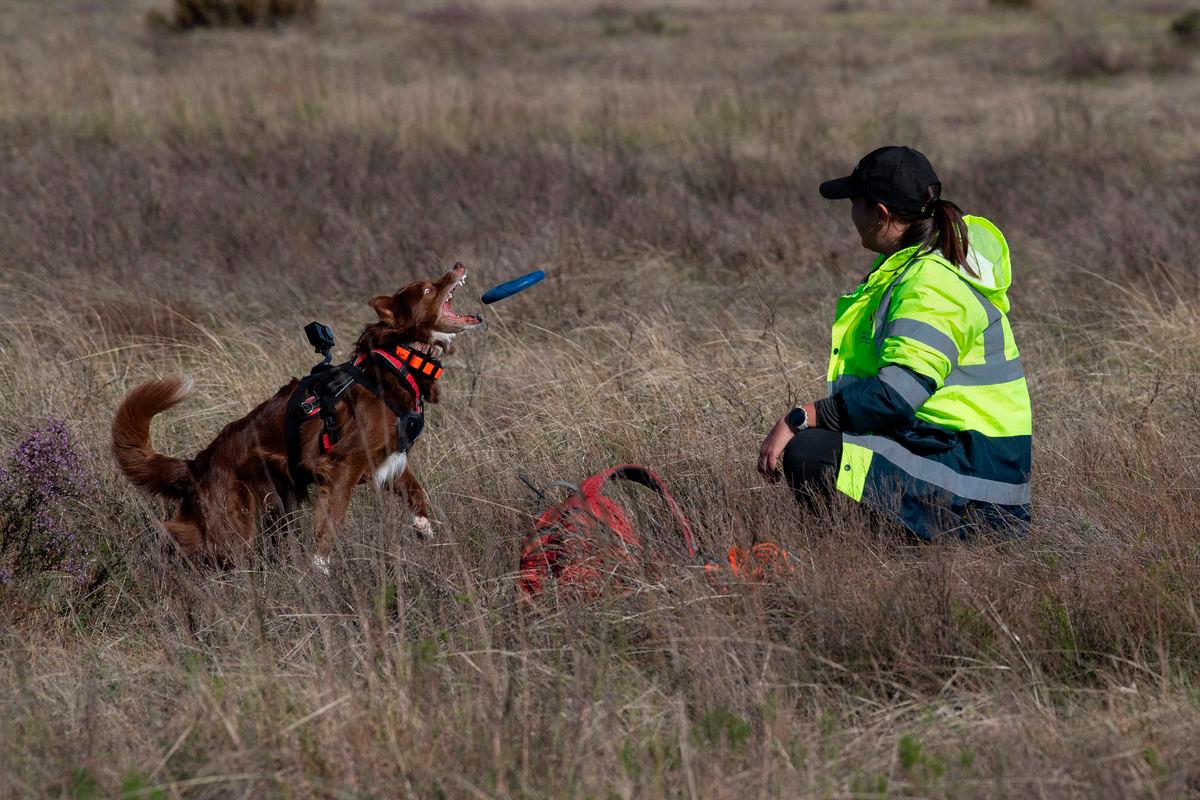 Dog-handler Esther Matthew, and Collie dog, Delta - AFPPix