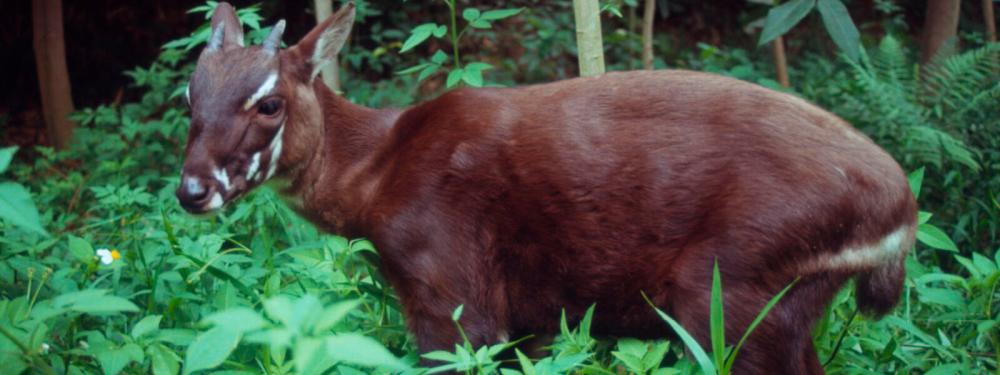 $!The Saola. – Worldwildlife.org