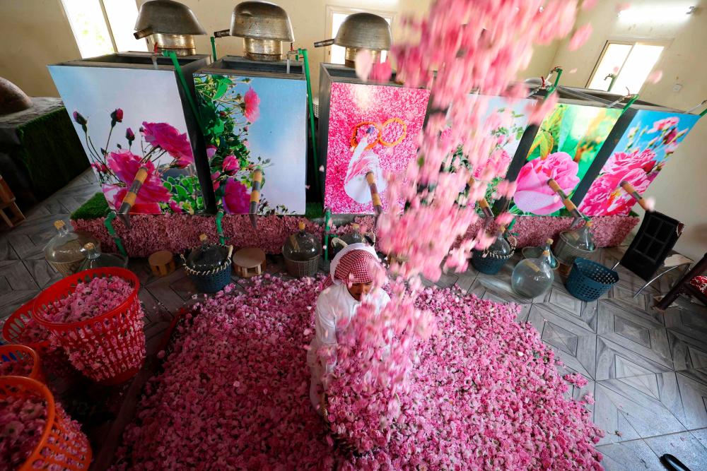 A worker at the Bin Salman farm tosses freshly picked Damascena (Damask) roses in the air, used to produce rose water and oil, in the western Saudi city of Taif, on April 11, 2021. –AFP