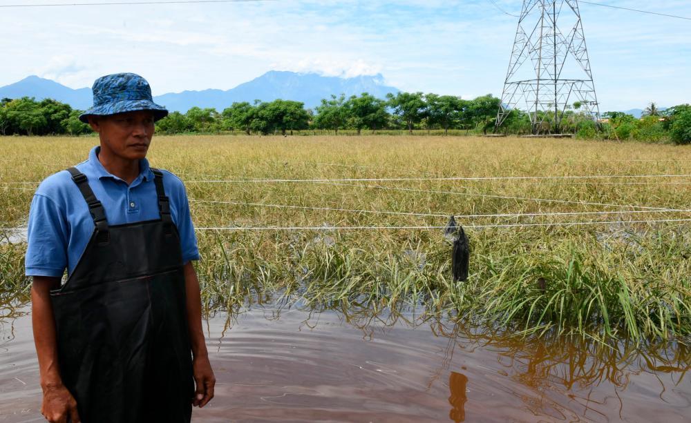 Makdin Umpong, at the flood-ravaged paddy fields Kampung Tawadakan, Kota Belud, on July 1, 2020. — Bernama