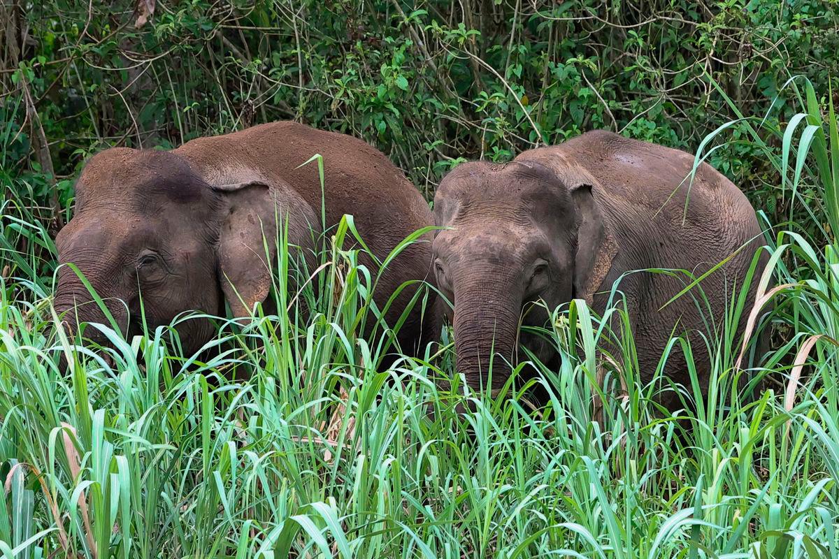 Gajah-gajah Borneo meragut rumput Napier yang banyak tumbuh liar di pesisir Sungai Kinabatangan yang menjadi laluan migrasi haiwan tersebut.