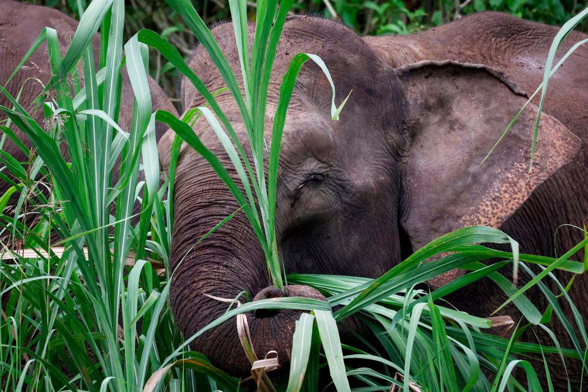 Gambar Hiasan Sahaja: Gajah- BERNAMA