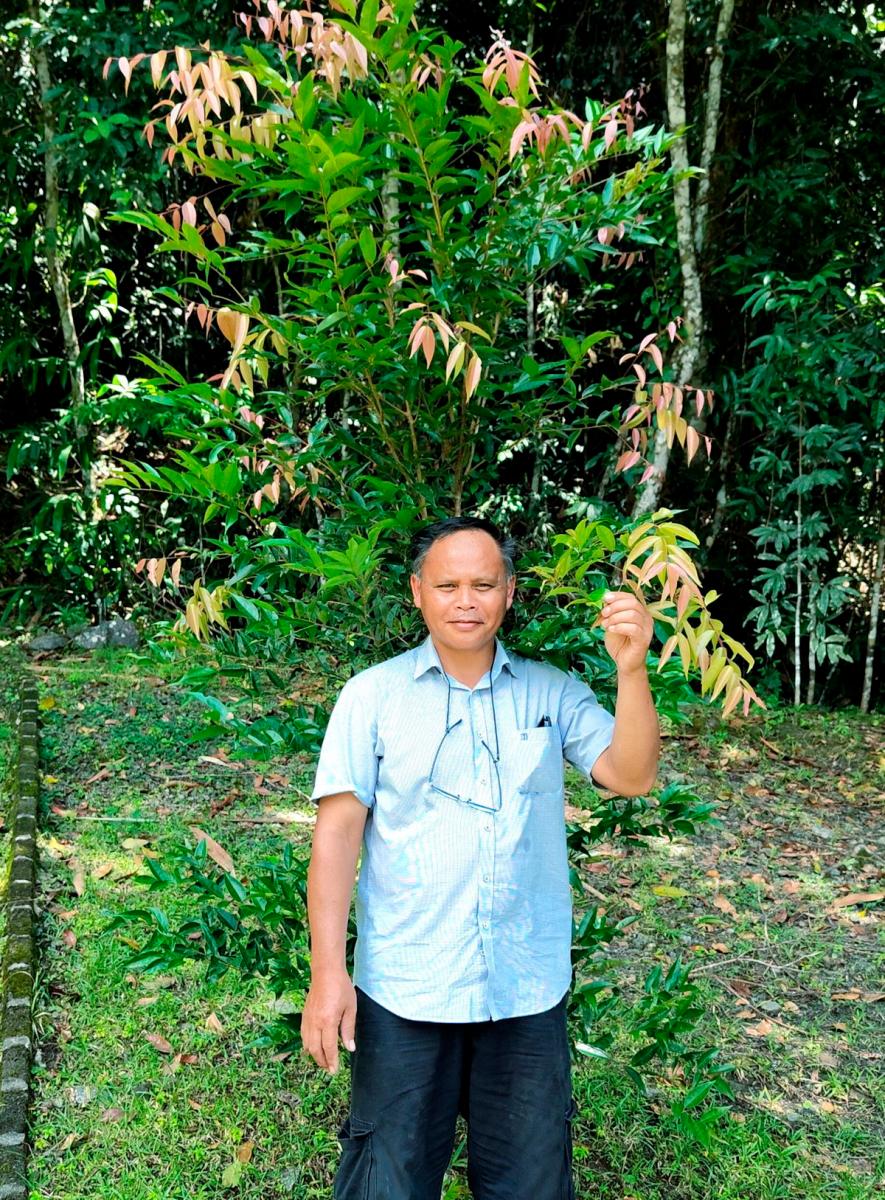Tumbuhan Xylosma Luzonensis antara 12 tumbuhan yang dikendalikan oleh Ahli Botani Lembaga Pemegang Amanah Taman-Taman Sabah Sukaibin Sumail di Taman Nikel Monggis Ranau, Sabah- fotoBERNAMA