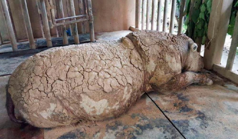Iman, the last Sumatran rhinoceros in Malaysia, died at 5.35pm, Nov 23, 2019. — Bernama