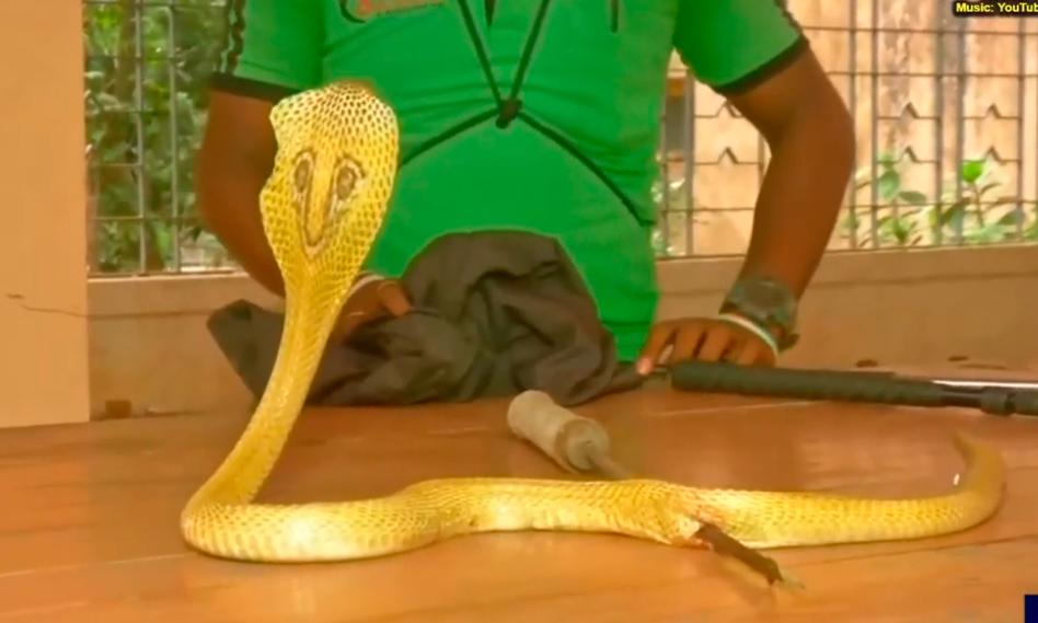 Screenshot of the cobra before it underwent a procedure to remove an arrow that pierced through its body.