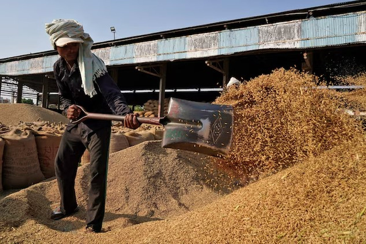A labourer sifts unmilled rice in a grain market in Karnal in the northern state of Haryana, India, October 15, 2024. - REUTERS