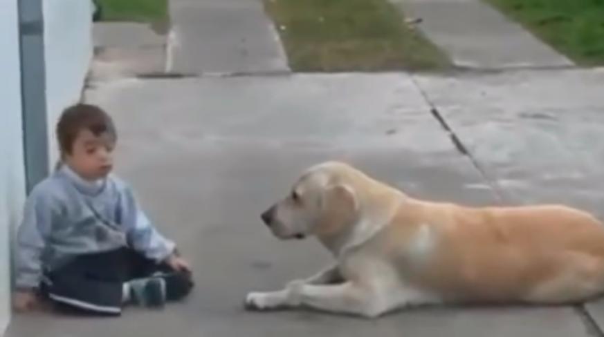 (Video) Dog tries to befriend a boy with down syndrome