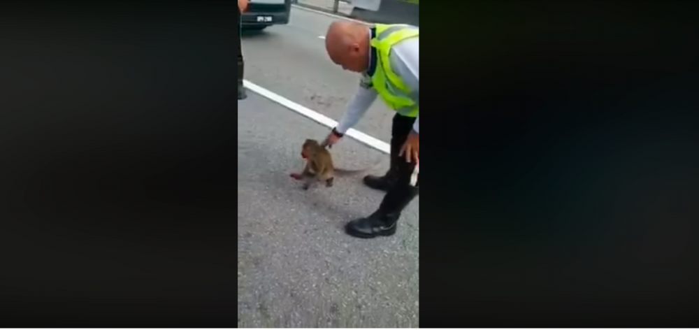 (Video) Heroic PDRM personnel and motorcyclist save injured monkey on busy highway