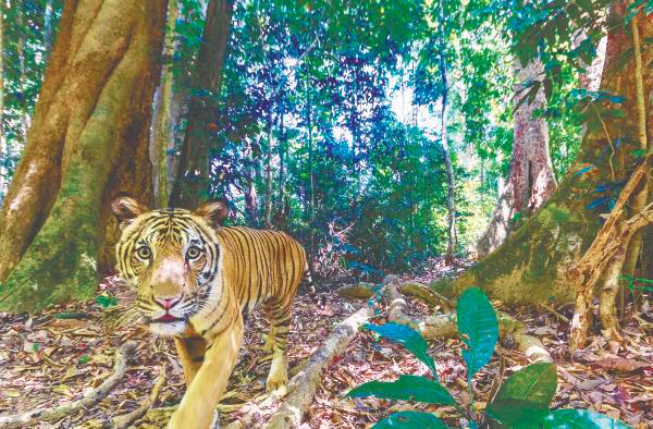 Through the Malaysian Conservation Alliance for Tigers, NGOs mobilise citizen action to help monitor Malayan tiger habitats and deter poaching. – PIC COURTESY OF WWF