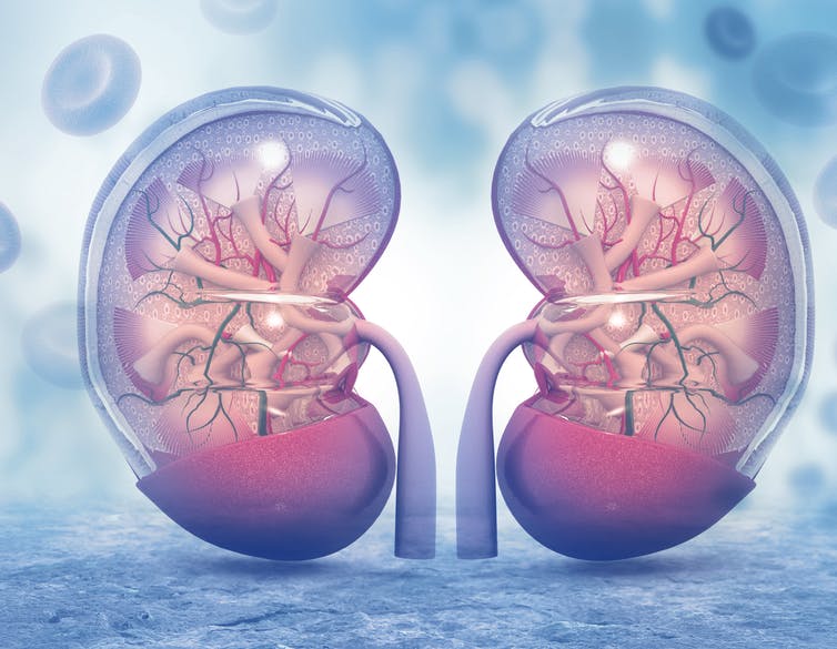 A cross-section of the human kidneys, which can be injured when muscle cells rupture and send toxic chemicals into the bloodstream. crystal light/Shutterstock.com