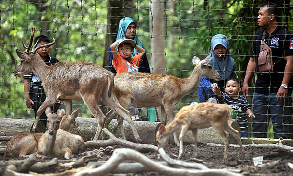 Filepix take on Sept 17 last year shows visitors observing some deer at the National Botanical Park, Shah Alam. — Bernama