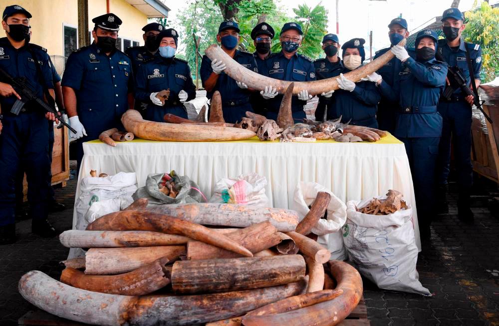 PORT KLANG, July 18 - Director -General of Malaysian Customs, Datuk Zazuli Johan (front, three right) shows the ivory seized by the Royal Malaysian Customs Department (JKDM) at a press conference at the North Port Customs Office. BERNAMAPIX