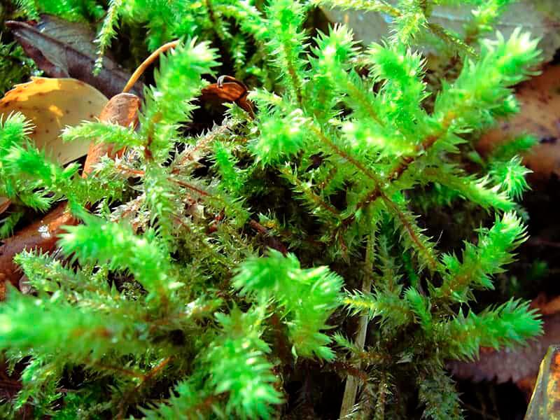 $!Shaggy moss (Rhytidiadelphus Triquetrus) can grow about four inches in height. – TREES.COM