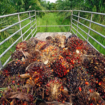 Sime Darby Plantation disposes stake in S’pore unit for RM37m