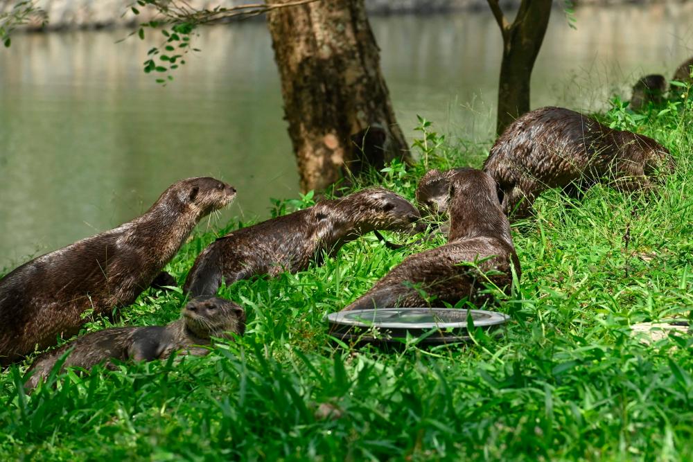 This photograph taken on May 19, 2020 shows a bevy of smooth-coated otters resting along a canal in Singapore. — AFP