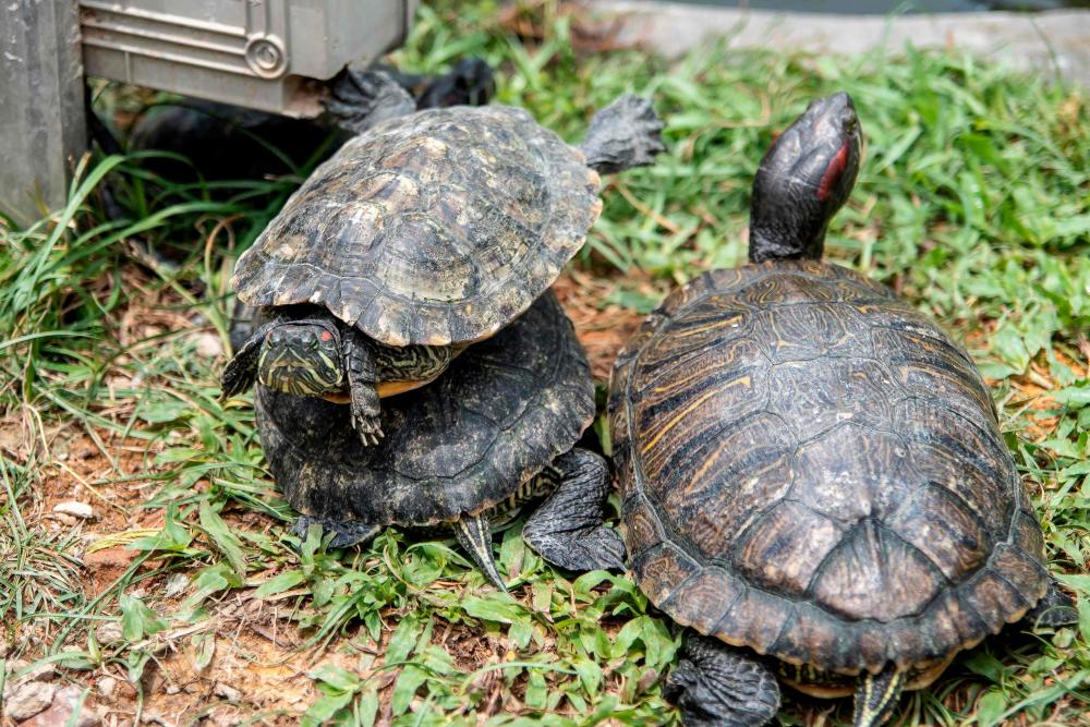 This picture taken on March 29, 2019 shows red-eared sliders sunbathing at the Live Turtle and Tortoise Museum in Singapore. — AFP