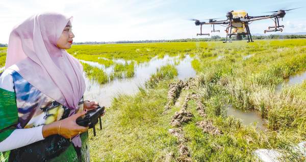 Kelantanese Siti Hajar Che Satar, 20, using a drone at a padi field in Kampung Lepah Selising, Pasir Putih. She is among a new crop of young farmers using smart farming technology to increase yield. – BERNAMAPIX