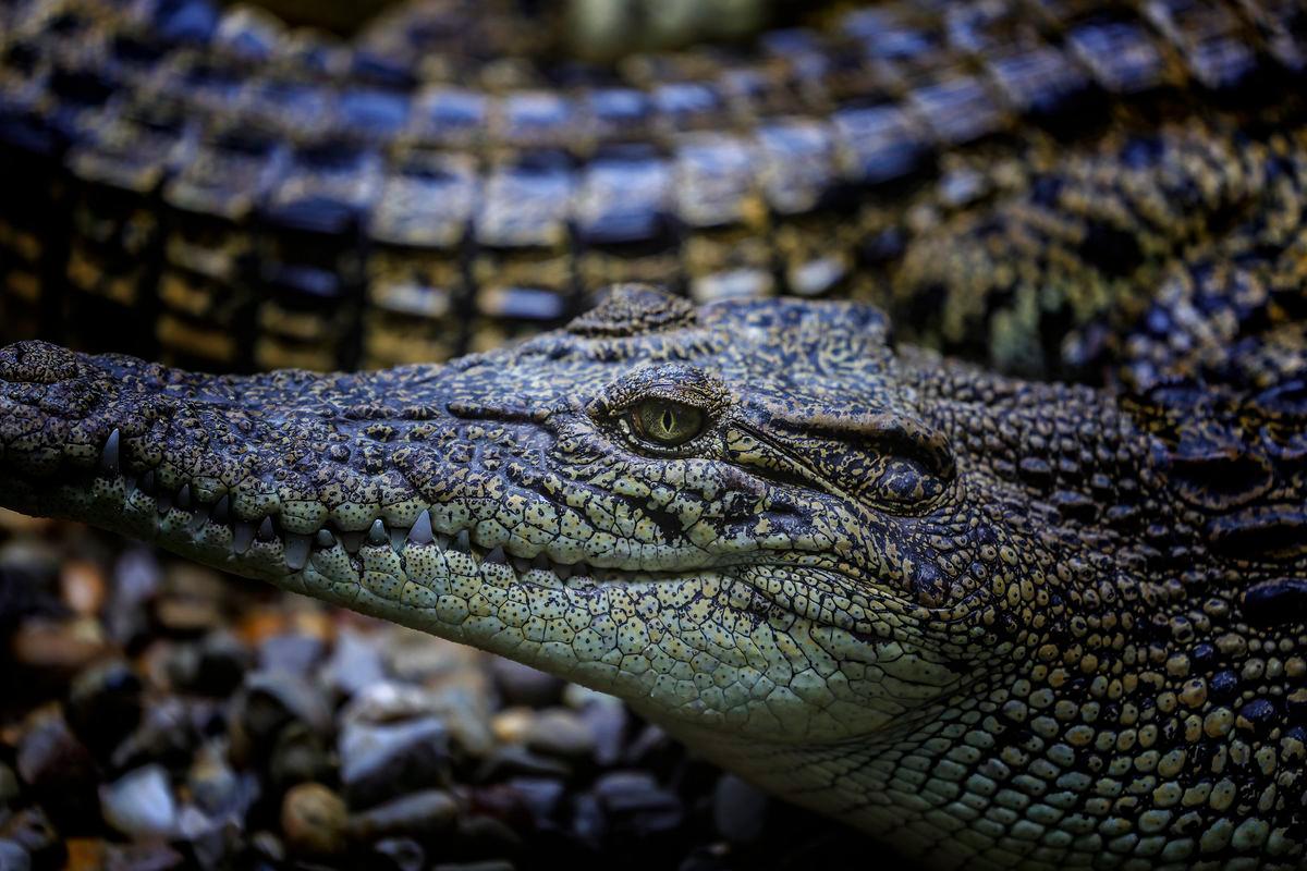 Some of the crocodiles at Jong’s Crocodile Farm, located in the district of Siburan, about 30 kilometres from Kuching city. – BERNAMA