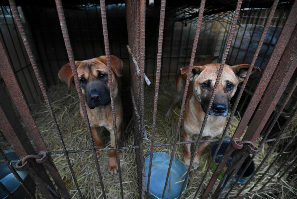 Dogs look out from a cage at a dog farm during a rescue event, involving the closure of the farm organised by the Humane Society International (HSI), in Hongseong on Feb 13, 2019. This farm is a combined dog meat and puppy mill business with almost 200 dogs and puppies on site. HSI provides a solution to help dog meat farmers give up their business as a growing number of South Koreans oppose the cruelty of the dog meat industry. — AFP