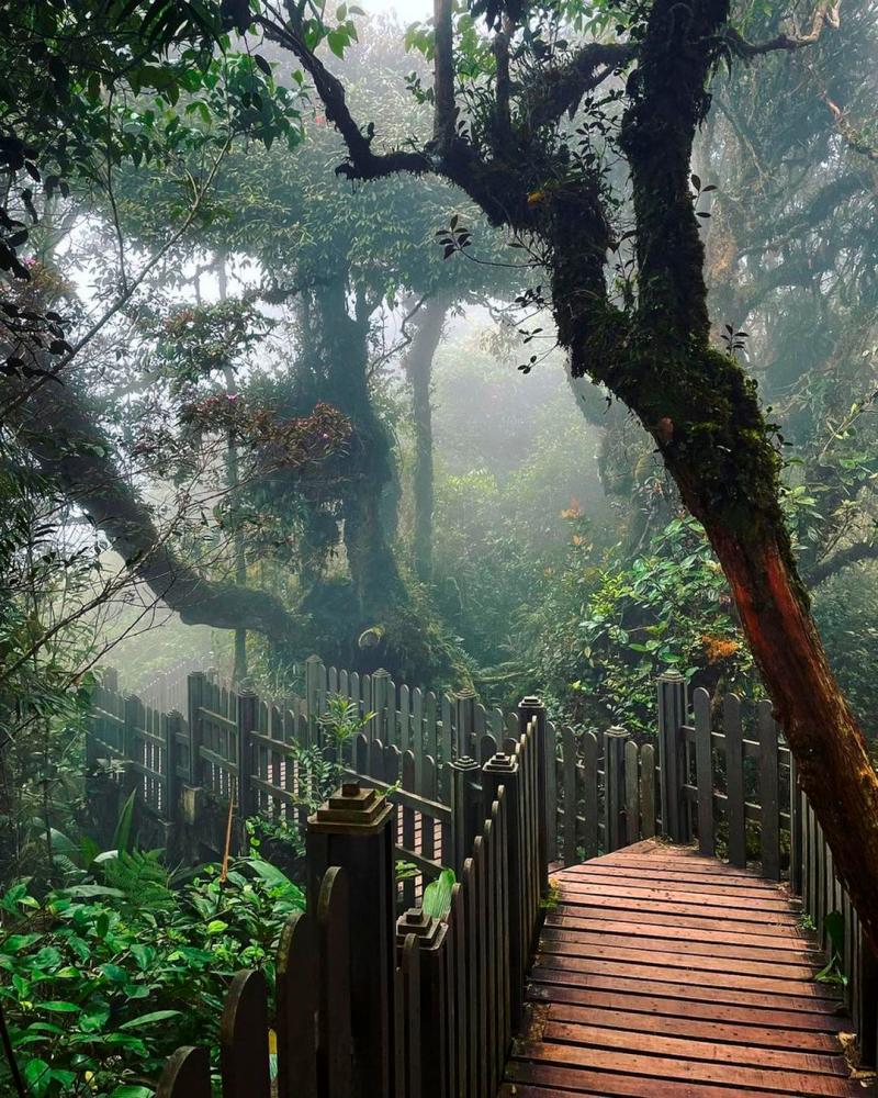 $!Mossy Forest Trail, Cameron Highlands. – PIC FROM INSTAGRAM @FORESTCAMERONHIGHLANDS