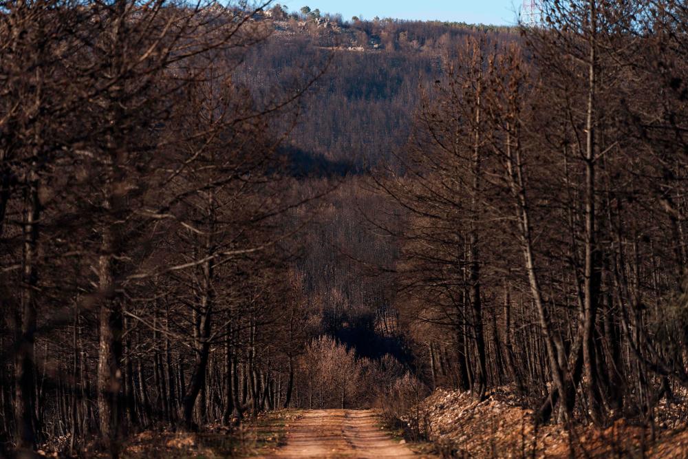 Picture shows a burnt forest eight months after the area was ravaged by a huge wildfire in Sierra de la Culebra, in Tabara, Zamora province, on March 15, 2022. AFPPIX