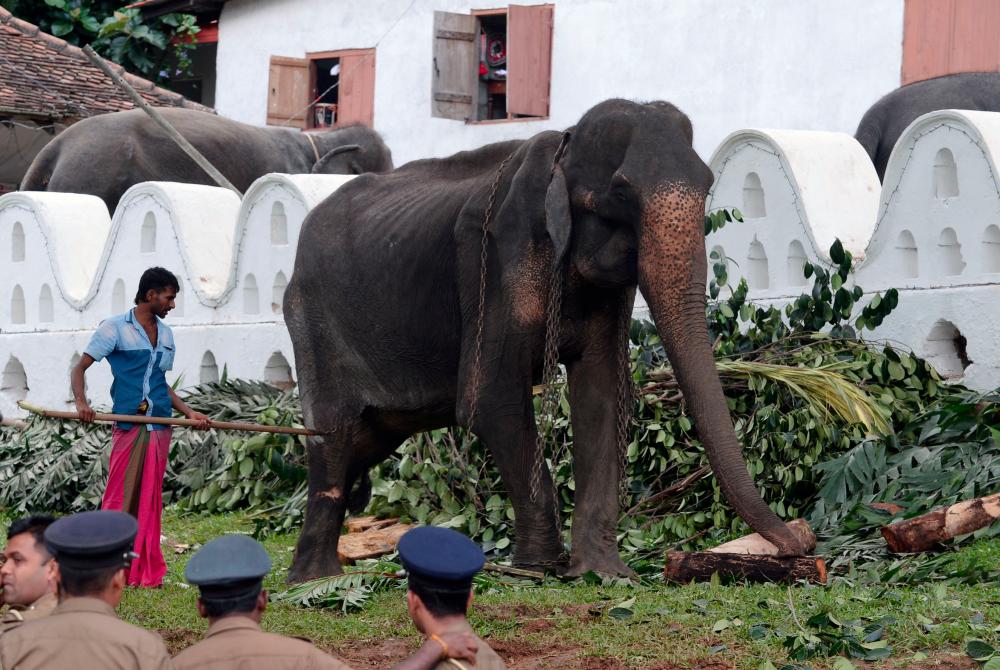 Sri Lankan elephant Tikiri, 70, stands at the Temple of the Tooth in the central city of Kandy, where she was brought to attend an annual Buddhust pageant, on Aug 14, 2019. — AFP