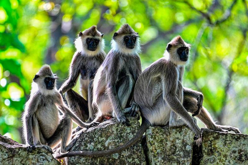 Monkeys are pictured in an enclosure outside the Mihintale temple at Mihintale village, in Anuradhapura. AFPpix