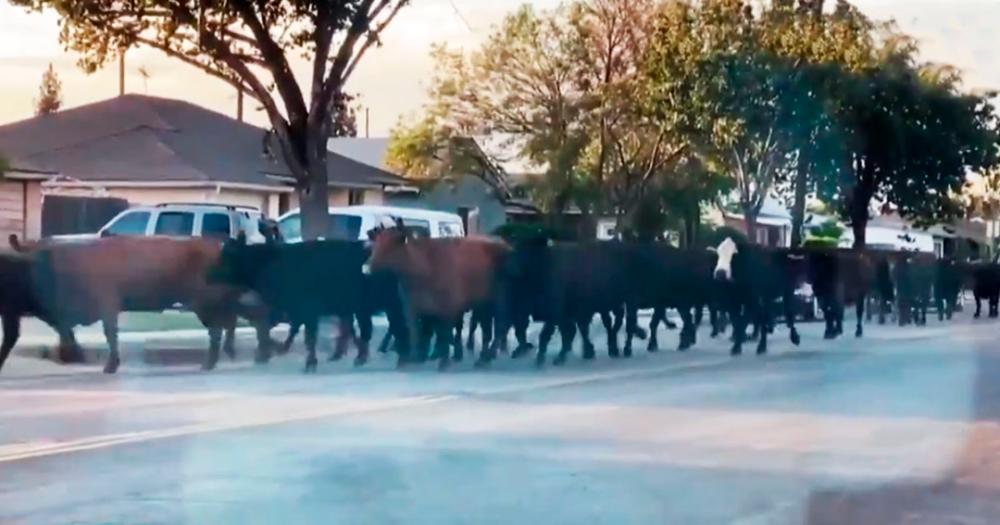 Stampede after 40 cows escape from slaughterhouse (Video)