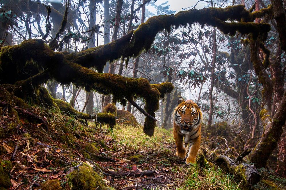 Roaring comeback for tigers