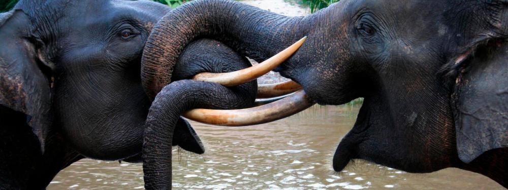 $!The Sumatran Elephant. – Worldwildlife.org