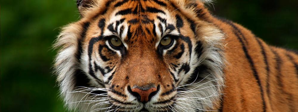 $!The Sunda Tiger. – Worldwildlife.org