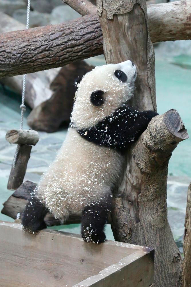 The picture shows six-month-old giant panda cub Yuan Bao during a media preview at Taipei Zoo in Taipei on December 28, 2020. / AFP / HSU Tsun-hsu